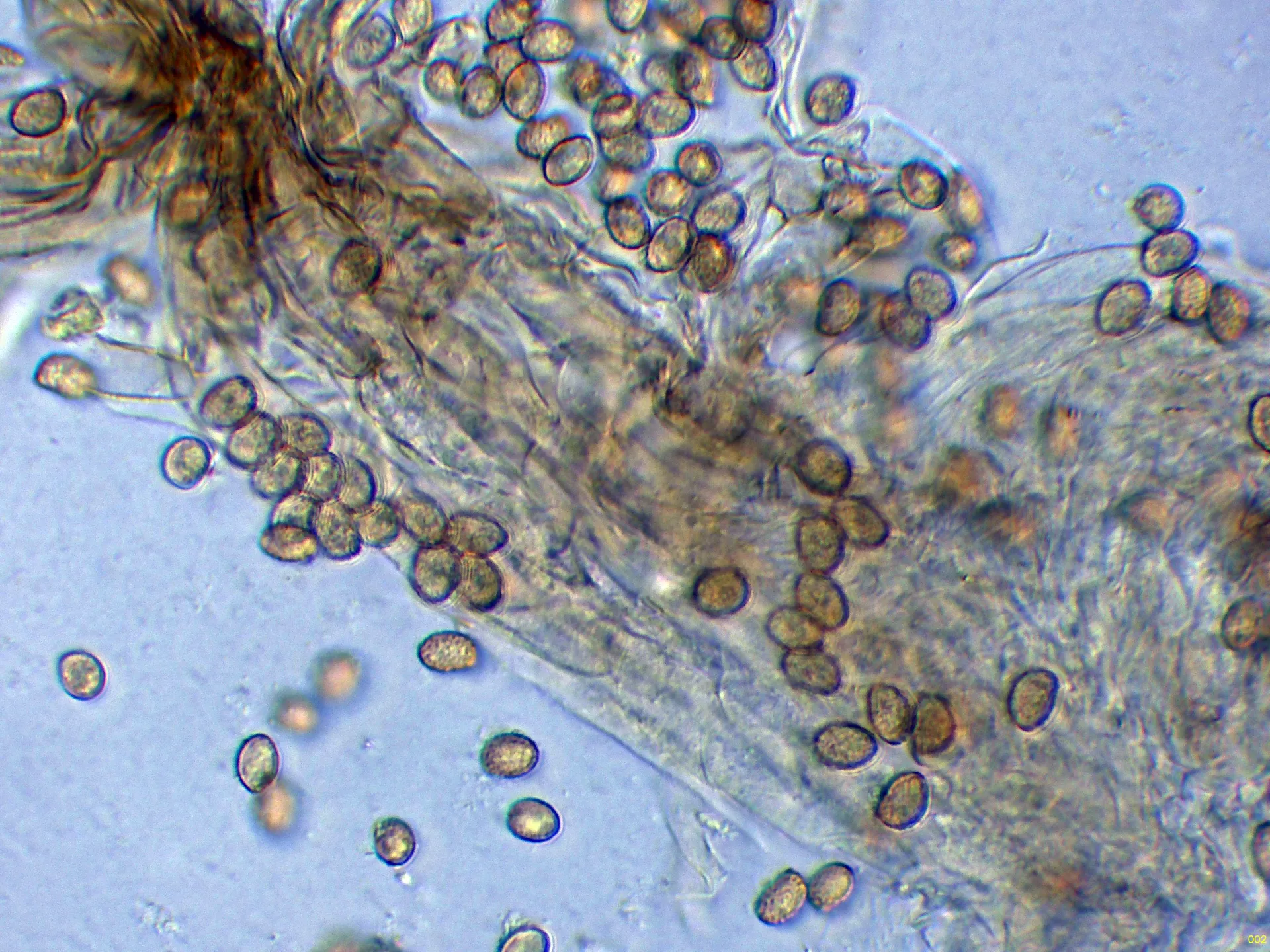 12 - Suprapellis agua-002
